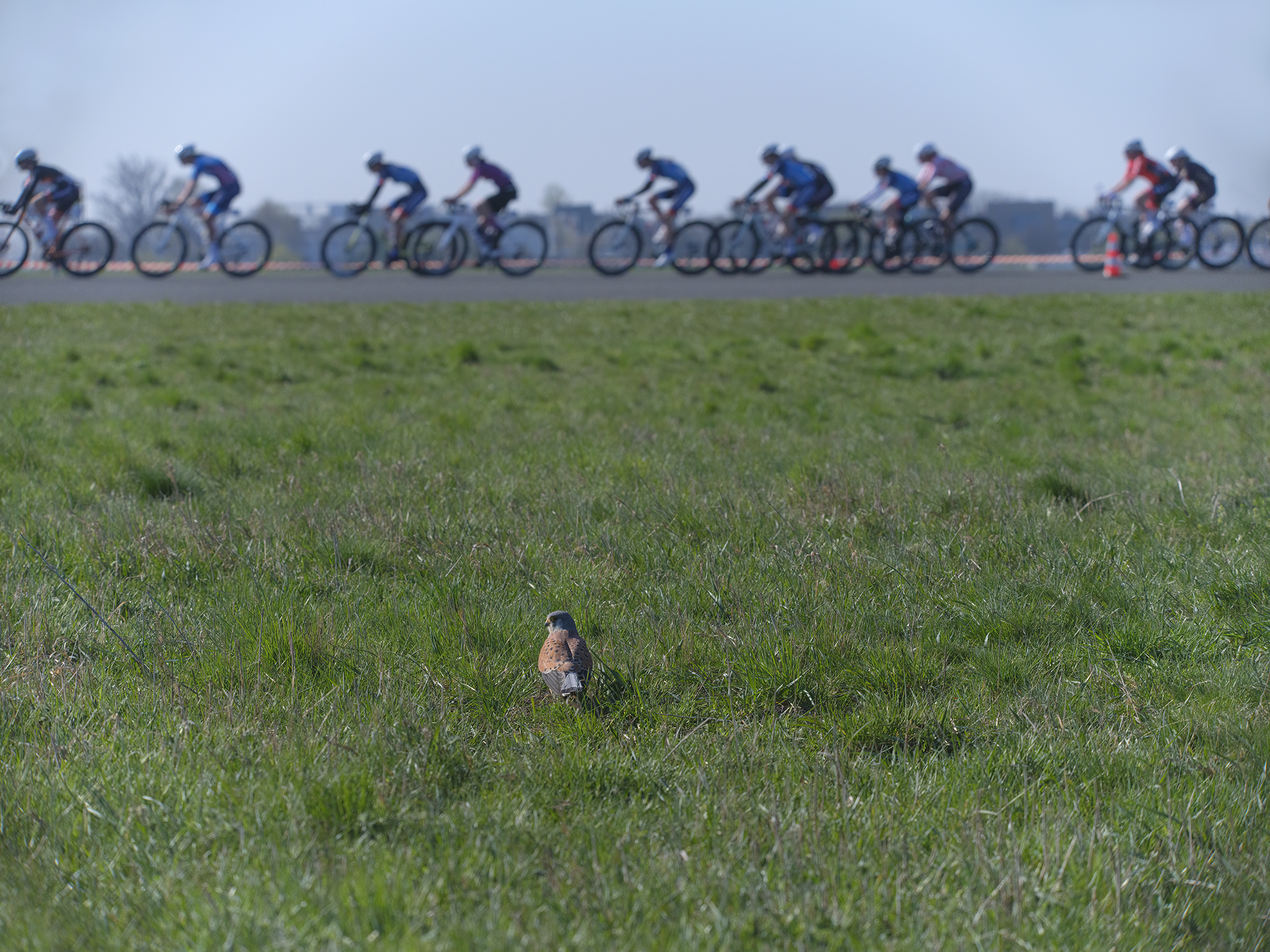 Tierischer Besucher bei ...